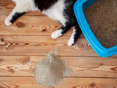 ΑΜΜΟΣ ΓΑΤΑΣ