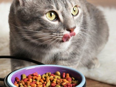 ΤΡΟΦΕΣ ΓΑΤΑΣ