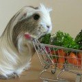 ΤΡΟΦΕΣ ΓΙΑ ΙΝΔΙΚΑ ΧΟΙΡΙΔΙΑ