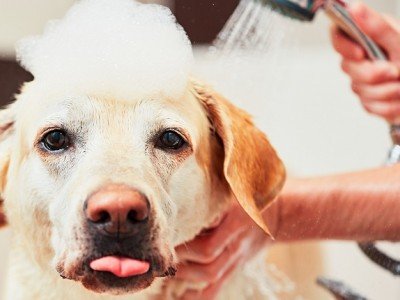 ΠΕΡΙΠΟΙΗΣΗ & ΥΓΙΕΙΝΗ